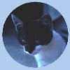Daisy Moo!  Updated: November 17, 1999