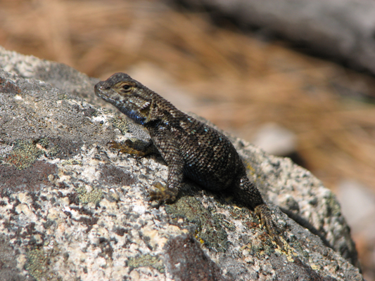 Lizard