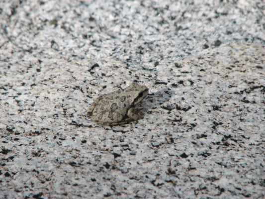 froggy